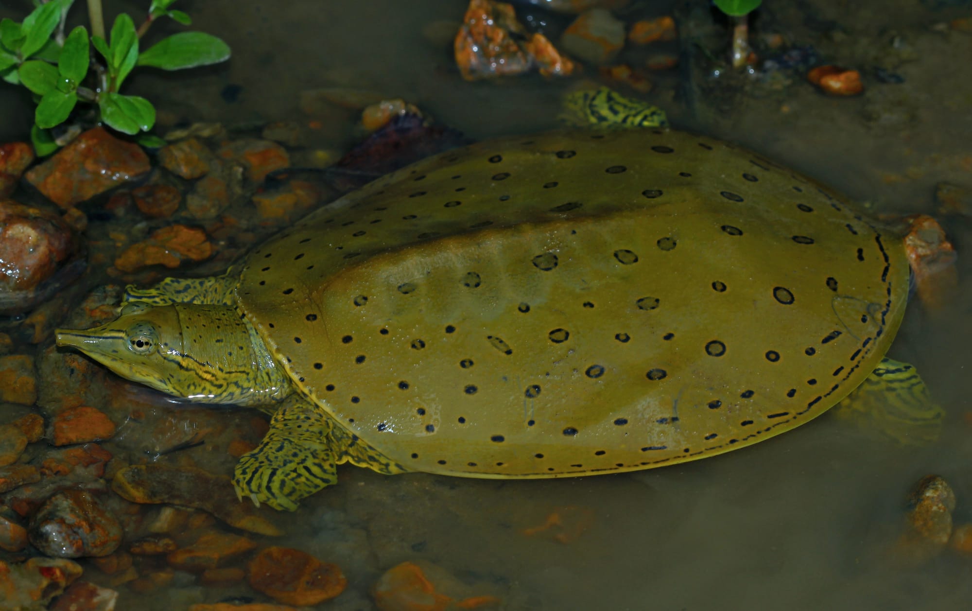 You Might Spot This Unusual Canadian Animal From Your Dock