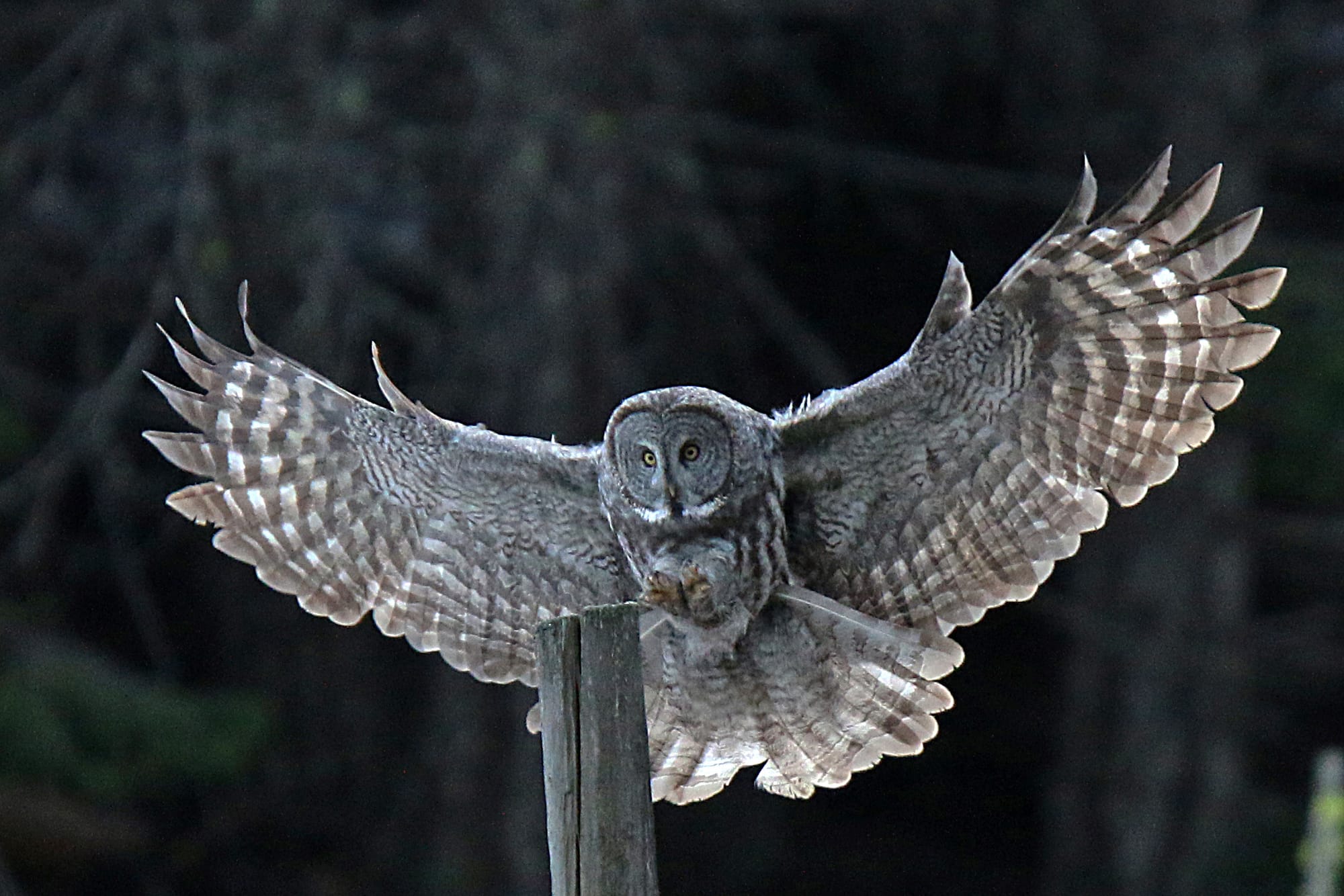 How Well Do You Know Canada's Provincial Birds?