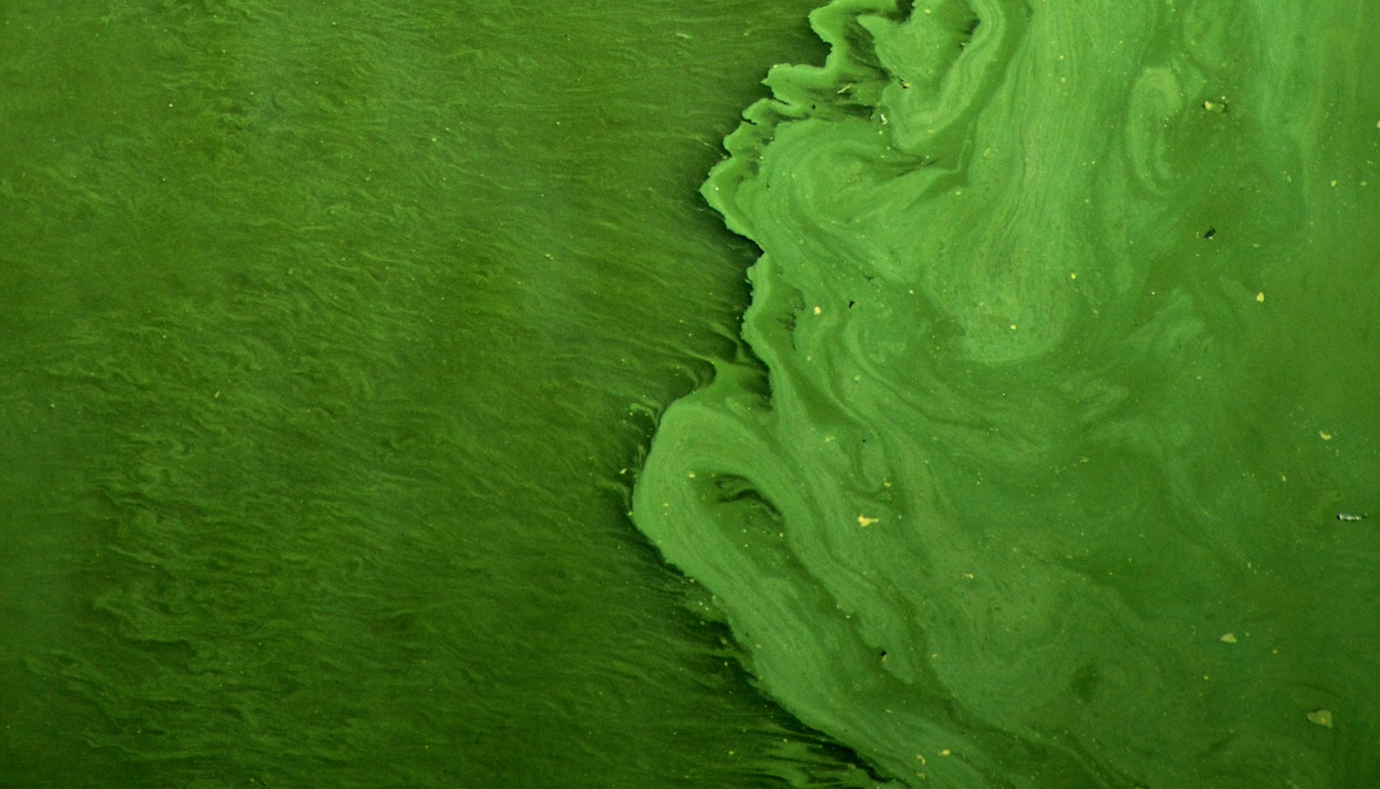 What Every Canadian Needs to Know About Blue-Green Algae
