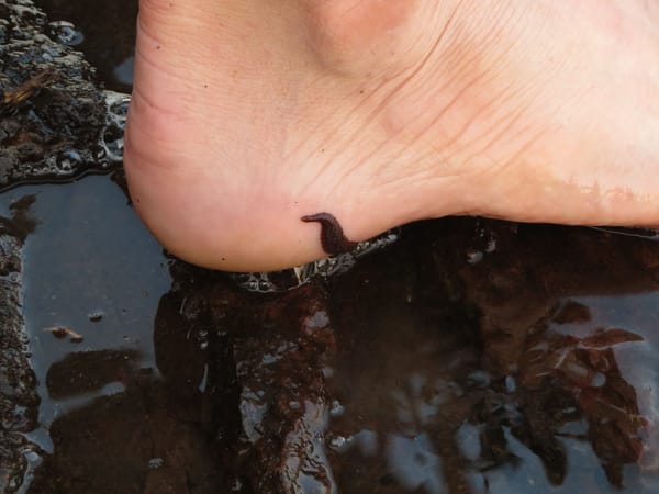 You've Been Removing Leeches Wrong