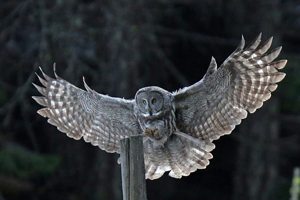 How Well Do You Know Canada's Provincial Birds?
