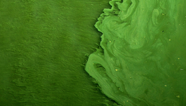 What Every Canadian Needs to Know About Blue-Green Algae