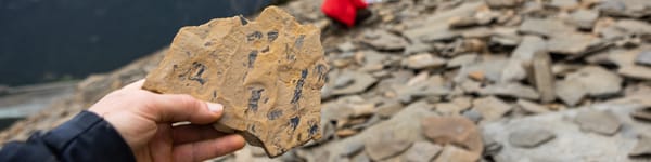 Fossil Thefts Force Parks Canada to End Mount Stephen Hiking Permits